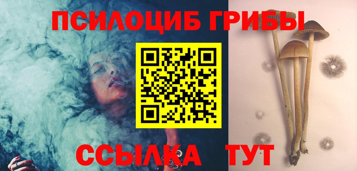 Галлюциногенные грибы Psilocybe Армавир